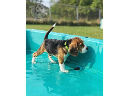 Πώληση κουτάβια Nice Beagle.